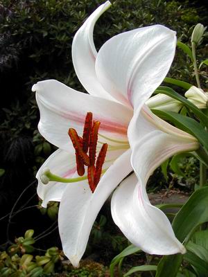 Asiatic%20Lily%20hybrid.jpg