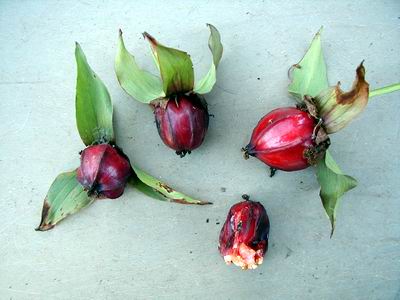 seed pods fashion