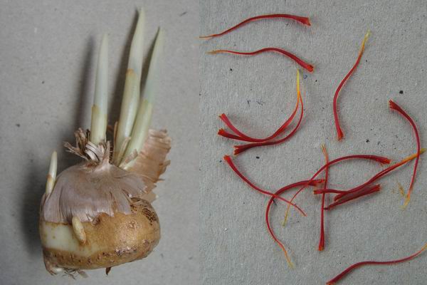Crocus%20sativus%20corm%20and%20stigma.jpg