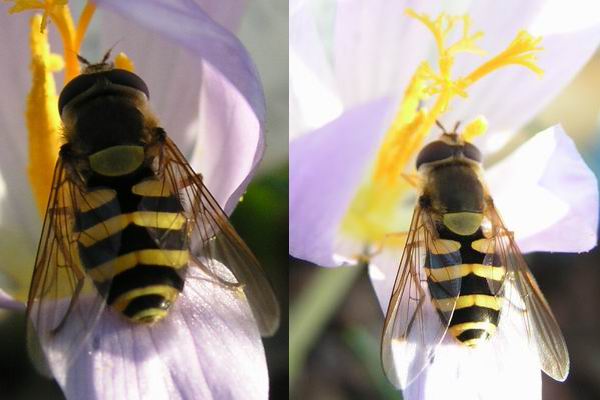 Hover fly x2 jpg