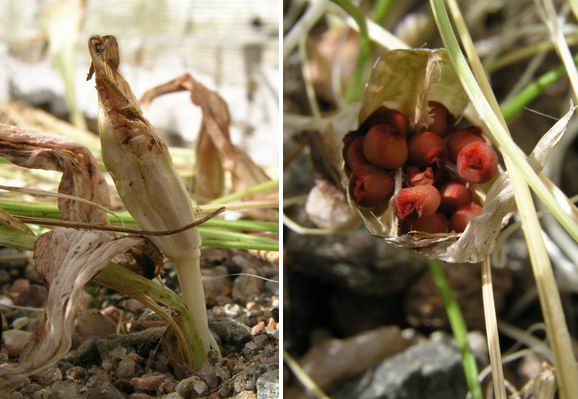 Crocus%20seed%20pods.jpg