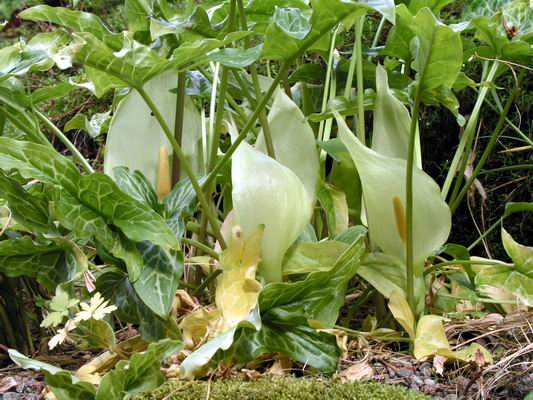 [Immagine: Arum%20italicum%20%27Marmoratum%27.jpg]