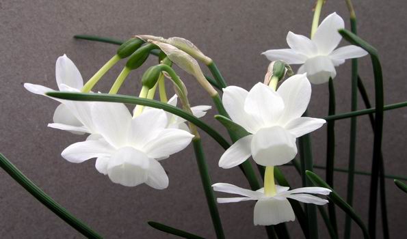 صور ازهار النرجس  Narcissus%20'Craigton%20Coquette'