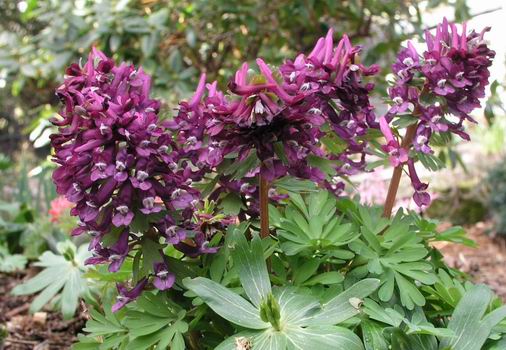 Corydalis%20solida%20dark%20purple.jpg