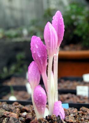 colchicum autumnale outline