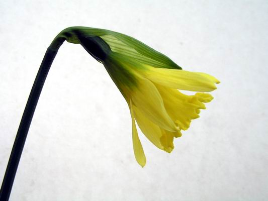 Narcissus ‘Cedric Morris’