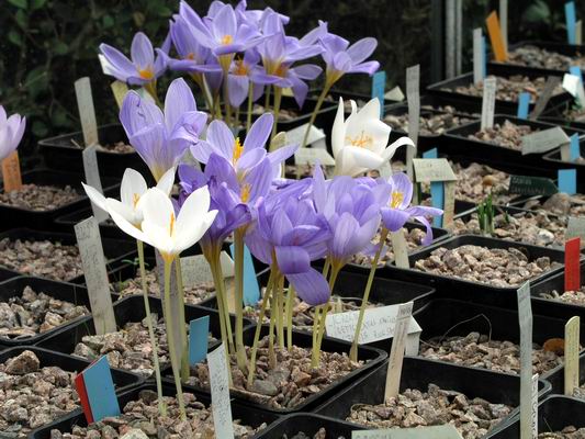 Crocus20in20bulb20house