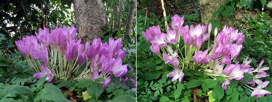 Garden%20colchicums.jpg