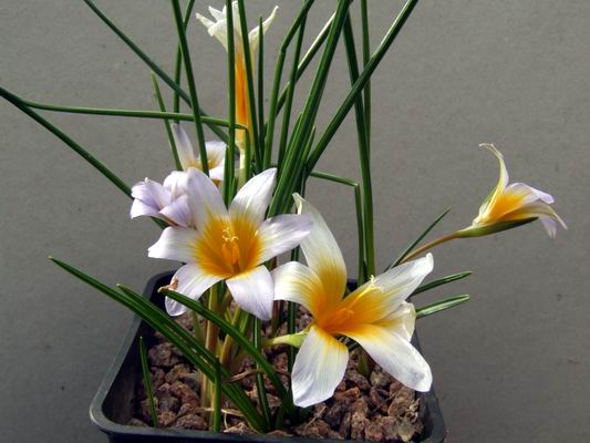 Romulea20bulbicodium