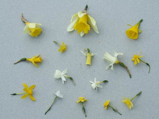 narcissus flowers