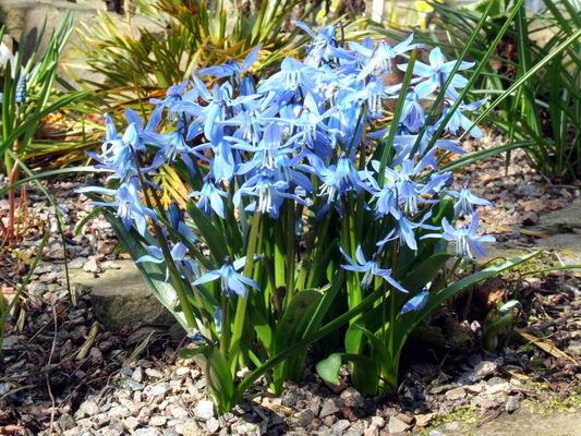 http://www.srgc.org.uk/bulblog/log2006/260406/Scilla%20rosenii.jpg