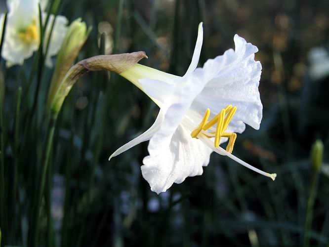 narcissus flowers