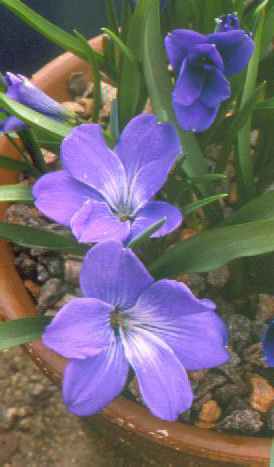 violaceae.jpg