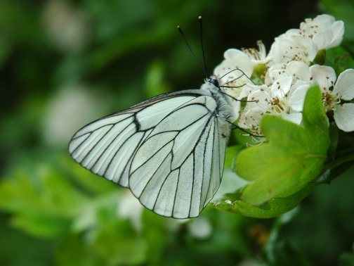 سفیده رگ سیاهBlack – Veined White 