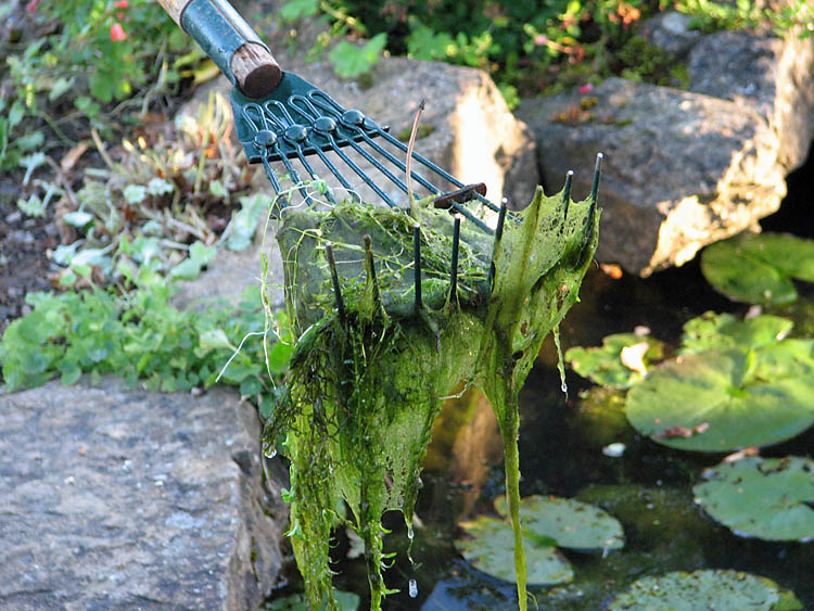 Removing%20blanket%20weed.jpg