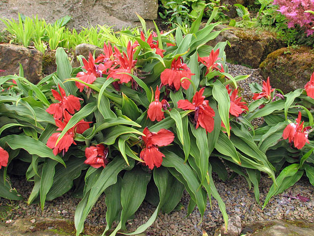 Roscoea%20Red%20Gurkha.jpg