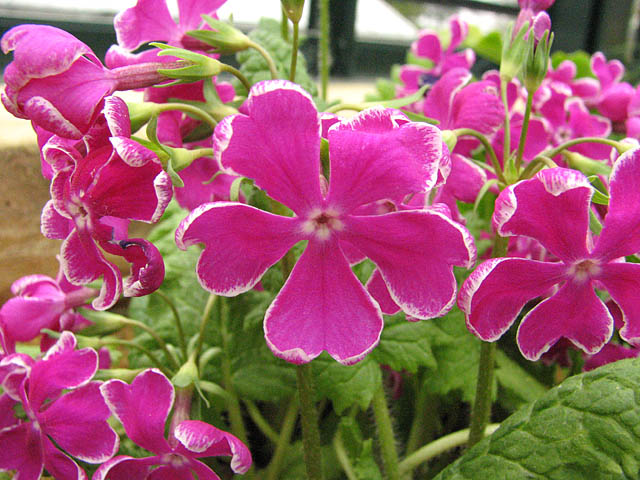 Primula%20sieboldii%20%27Hibai-no-kagayaki%27.jpg