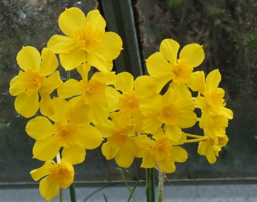 Scottish Rock Garden Club - >Bulb Log