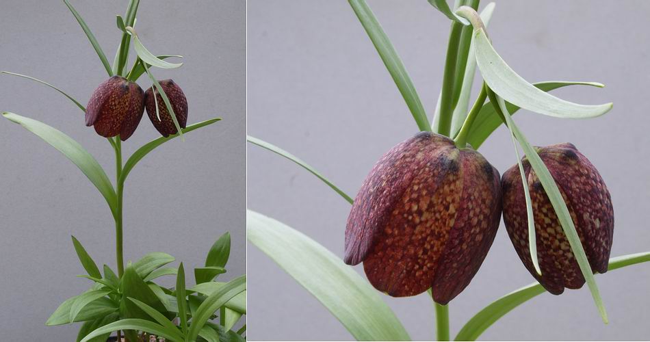 TÌNH YÊU CÂY CỎ ĐV 9 - Page 71 Fritillaria%20grandiflora.jpg