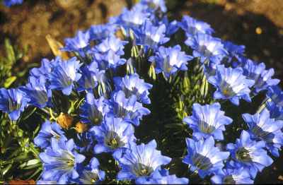 gentians.jpg