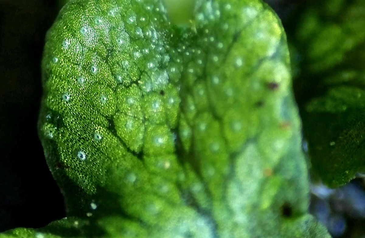 Asplenium scolopendrium: spore seedlings 709999-0