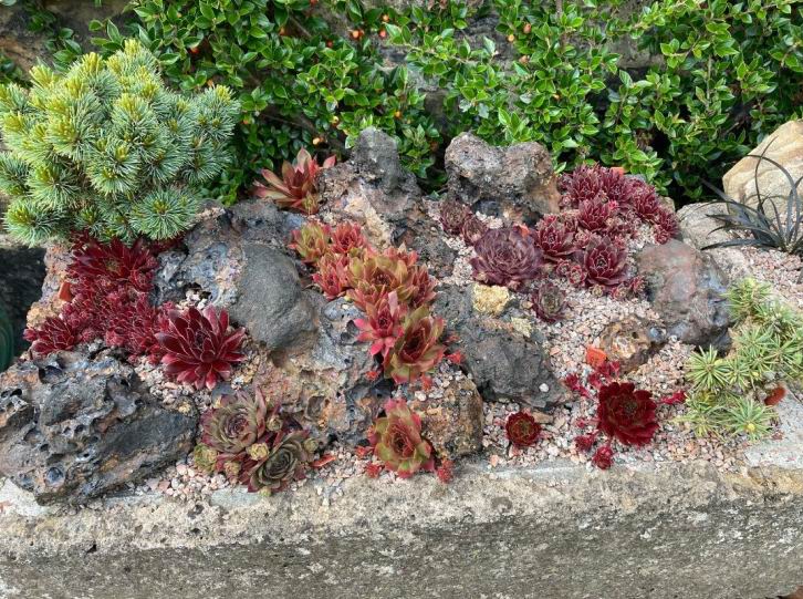 Developing a Garden in Bo'ness, Scotland