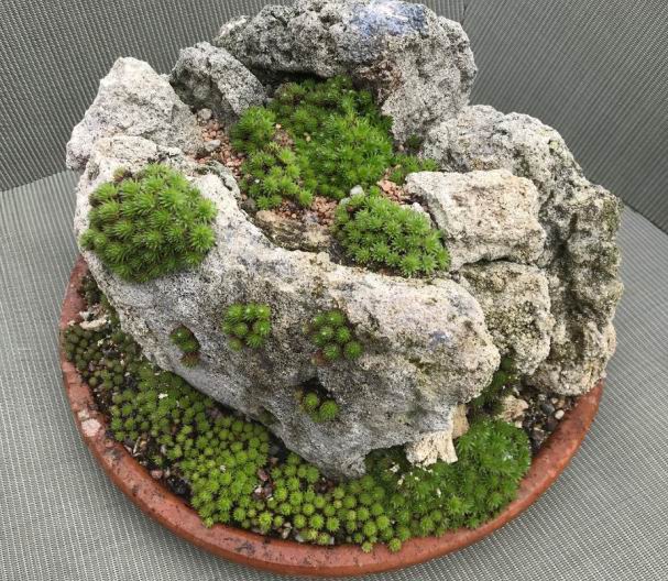 Developing a Garden in Bo'ness, Scotland