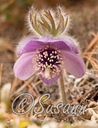 Pulsatilla monograph 2019 - Pulsatillas still on my mind