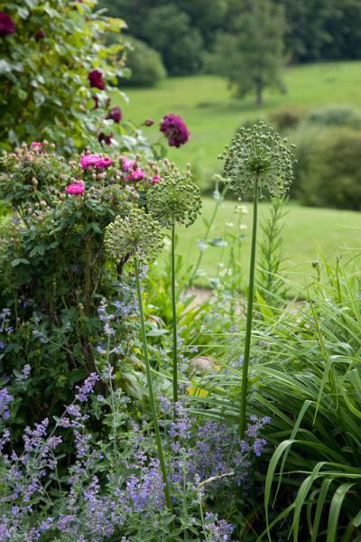 Benington Lordship Garden open 28th -29th June