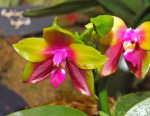 Orchid show - Ontario 520829-0
