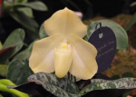 Orchid show - Ontario 520833-2