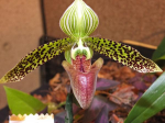 Orchid show - Ontario 520835-3