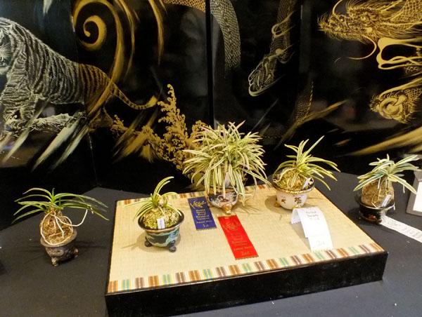 Orchid show - Ontario