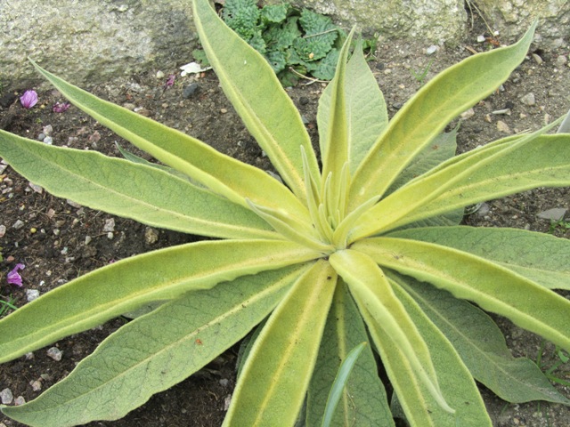 Verbascum epixanthinum