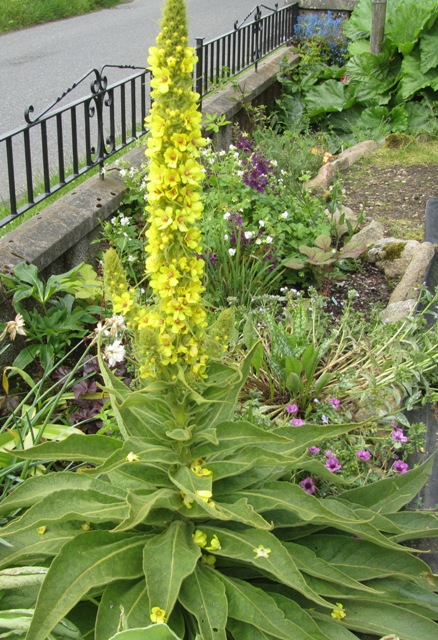 Verbascum epixanthinum