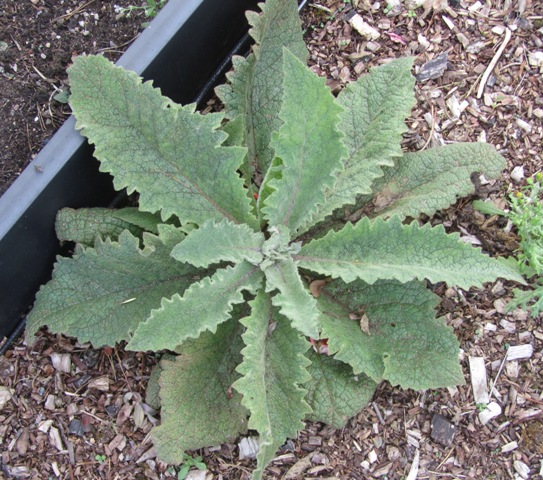 Verbascum epixanthinum