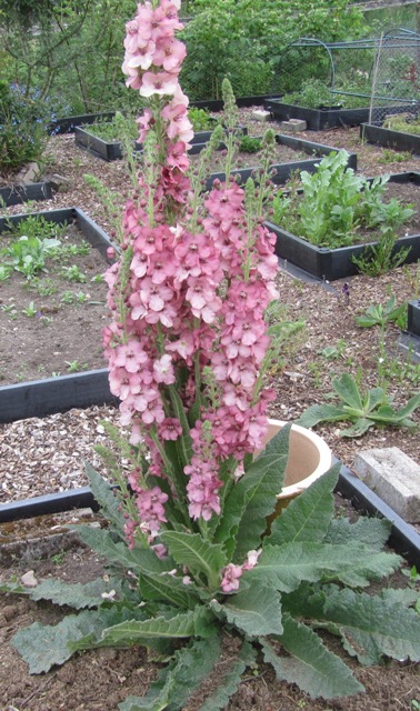 Verbascum epixanthinum
