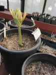Brunsvigia 2019 652273-1