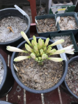Brunsvigia 2019 652277-3