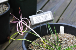Ammocharis 2013 403626-0