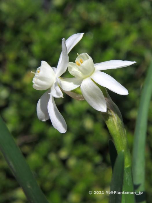 Narcissus hybrid made  with JCA plants by  YT