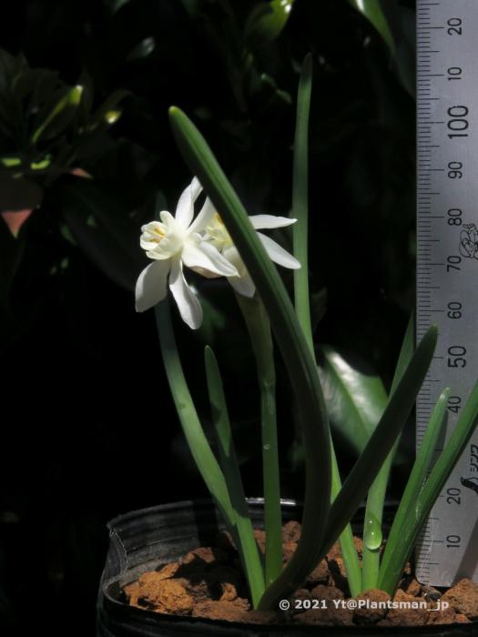 Narcissus hybrid made  with JCA plants by  YT
