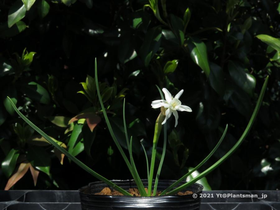 Narcissus hybrid made  with JCA plants by  YT  686539-2