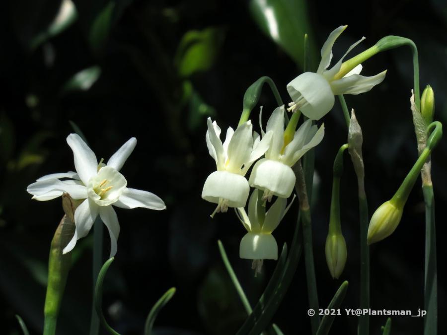 Narcissus hybrid made  with JCA plants by  YT  686541-3