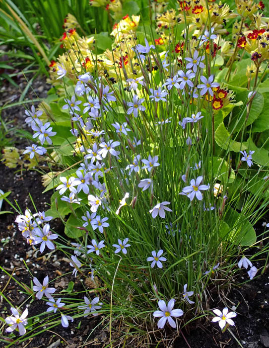May 2023 in the Northern Hemisphere