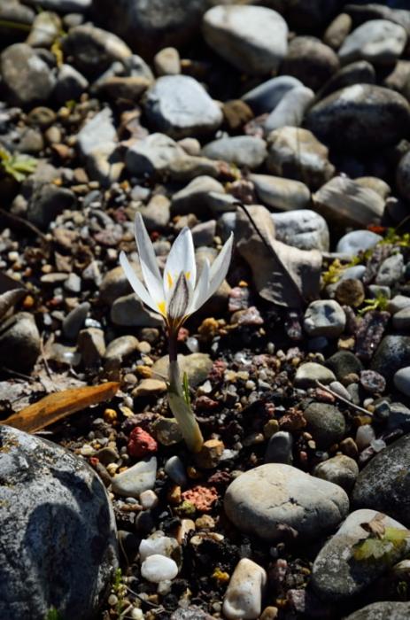 Crocus alatavicus