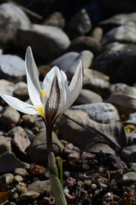 Crocus alatavicus