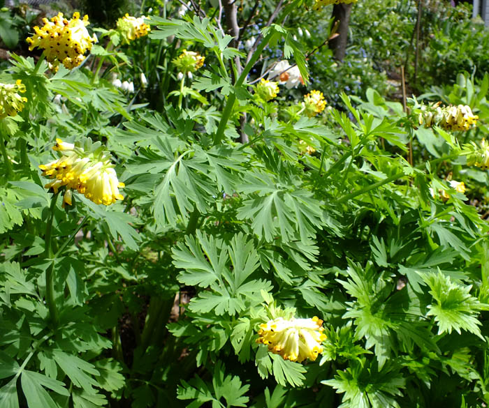 Corydalis 2024