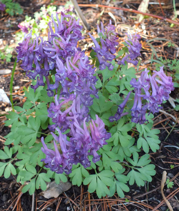 Corydalis 2024
