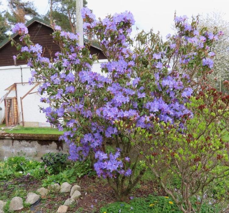 Rhododendron 2022 704819-0